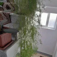 گل طبیعی زیبا