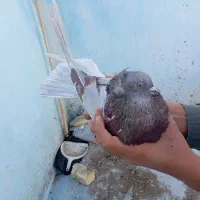 کبوتر|پرنده|شهرکرد, |دیوار