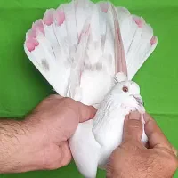 کبوتر قلمی ۱۰تا فقط یکجا