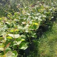 نهال کیوی 1 ساله قلم خورده قیمت 400 هزار تومان