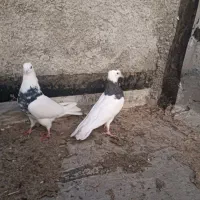 کبوتر طوقی|پرنده|ایذه, |دیوار