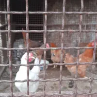 ۸مرغ محلی  گوشتی وتخمی برای فروش هر یکی یک میلیون