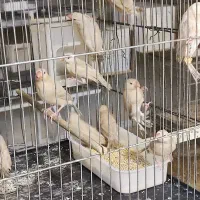 جوجه فنج نرگسی شکلاتی دون خور