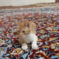 گربه چهار ماهه پسر|گربه|اردبیل, |دیوار