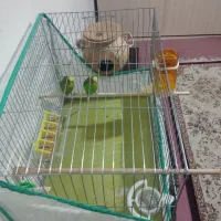 مرغ عشق مولد تضمینی تخم گذار