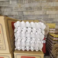 تخم مرغ شانه تک به صورت عمده
