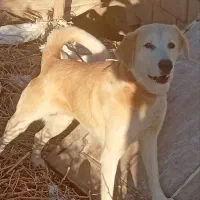 سگ گله|سگ|کرمان, |دیوار