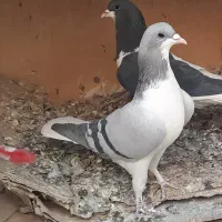 بدرنگ ماده|پرنده|قزوین, |دیوار