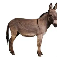 الاغ ماده جوان