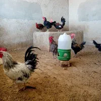 ۷تا خروس محلی یکجا