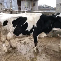 گاو گوساله|حیوانات مزرعه|گرمخان, |دیوار