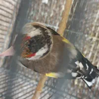 سهره دورگ|پرنده|شیراز, محراب|دیوار