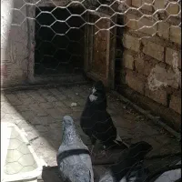 کفتر معاوضه با سقا یا قناری