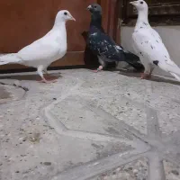 پرنده پرشی صید