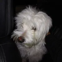 سگ نژاد تریر