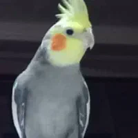 گمشدن عروس هلندی