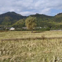 زمین کشاورزی یک لته محلی دونبش در لیسار تالش|فروش زمین و ملک کلنگی|لیسار, |دیوار