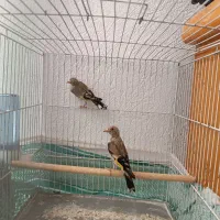 دوتا جوجه سهره نر معاوضه