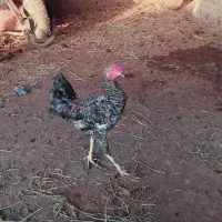 فروشی|حیوانات مزرعه|شوشتر, |دیوار