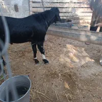 بز آبستن و کهره نر|حیوانات مزرعه|اهرم, |دیوار