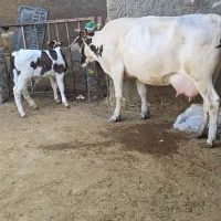 یک گاو باگوساله نر روزی ۱۴کیلو شیر دارد
