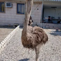 شتر مرغ