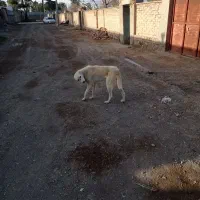 سگ گله ای|سگ|درمیان, |دیوار