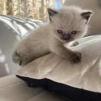 گربه|گربه|شاهینشهر, خبرنگار|دیوار