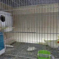 عروس هلندی ،کوتوله،مرغ عشق انگلیسی،فیشر