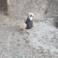 دوتا بهبهانی طوقی گوهک ارده ای