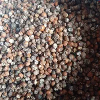 مغز گیری فندق سیاه