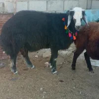 ۲ راس بره قوچ  قره قیر و بروجردی