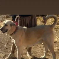 سگ عراقی|سگ|مهاجران, |دیوار