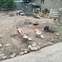 بوقلمون