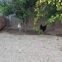 دو مرغ جوان محلیِ تخم گذار سالم و سرحال
