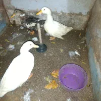 اردک بالغ و بزرگ|حیوانات مزرعه|شاهینشهر, سعدی شمالی|دیوار