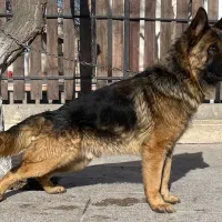 سگ ژرمن شپرد|سگ|تهران, دریا|دیوار