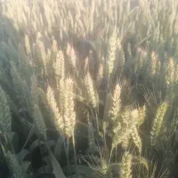 گندم بذر آمریکایی