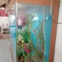 اکواریوم سالم بادرب چوبی وگلهای تزیینی وسنگ
