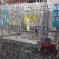 قناری سالم|پرنده|بندر انزلی, میان پشته|دیوار