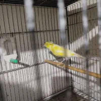 قناری سوپری کاکلی نر مست بخون