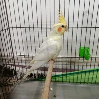 عروس هلندی