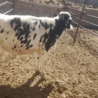 فروش گوساله نر|حیوانات مزرعه|جونقان, |دیوار