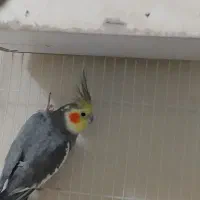 عروس هلندی سه تا