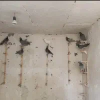 کفتر پلاکی