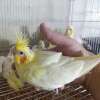 عروس هلندی نرمخور دونخوردستی بالغ نرماده مرغ مینا|پرنده|شیراز, پودنک|دیوار