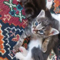 گربه گمشده محدوده مسکن