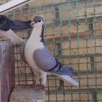 کبوترگم شده