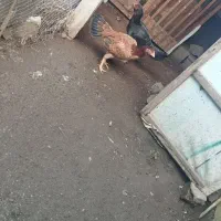 مرغ|حیوانات مزرعه|لنگرود, |دیوار