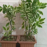 گل قشنگ اسمشو نمیدونم